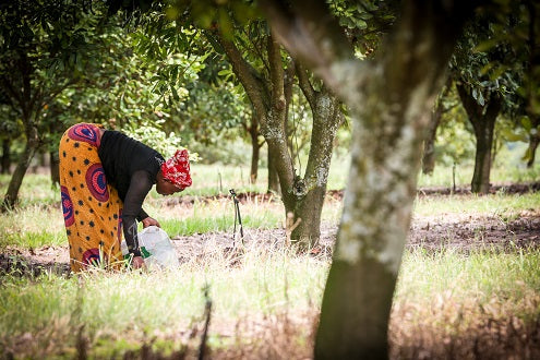 Lady harvesting macadamia nuts in Eswatini, Africa